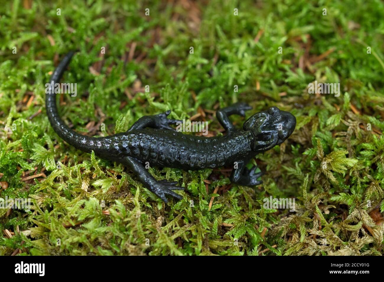 Alpine Salamander (Salamandra atra), on moss, Hohenschwangau, Allgaeu, Bavaria, Germany Stock Photo