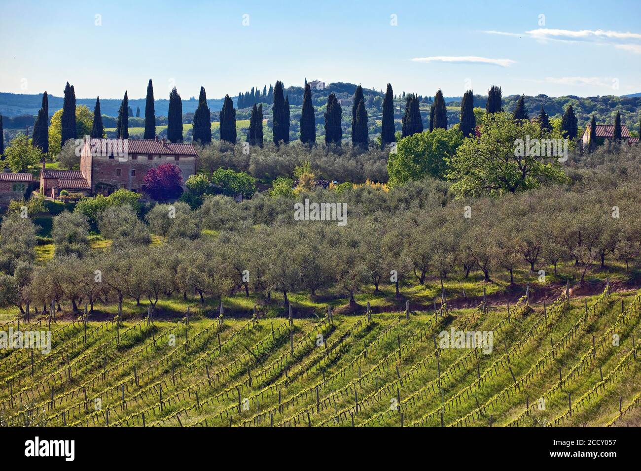 Landscape of Tuscany, wine (), olives (Olea europaea), cypresses (Cupressus sempervirens), vines, vineyard, Chianti, olive grove, Tuscany, Italy Stock Photo