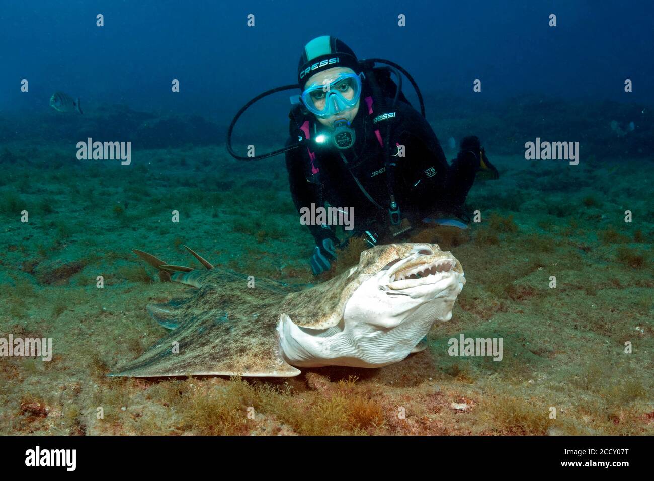 Diver and Atlantic angelshark (Squatina squatina) with threatening gesture, Angelshark straightens up and shows teeth and dentition, Fuerteventura Stock Photo