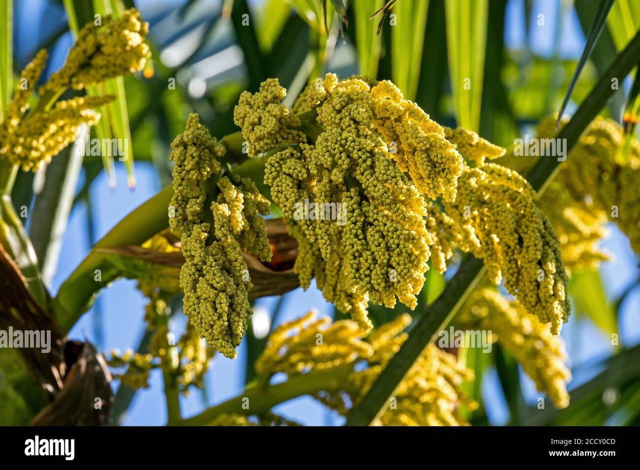 Chusan Palm (Trachycarpus fortunei), flowering, inflorescence, Baden-Wuerttemberg, Germany Stock Photo