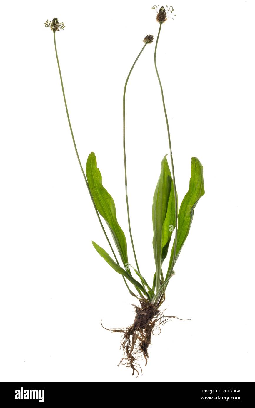 Ribwort plantain (Plantago lanceolata) on white background, Germany Stock Photo