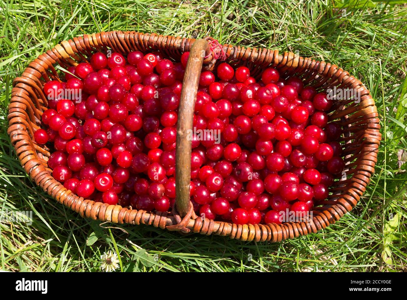 Freshly picked sour cherries in a basket, Franken, Germany Stock Photo