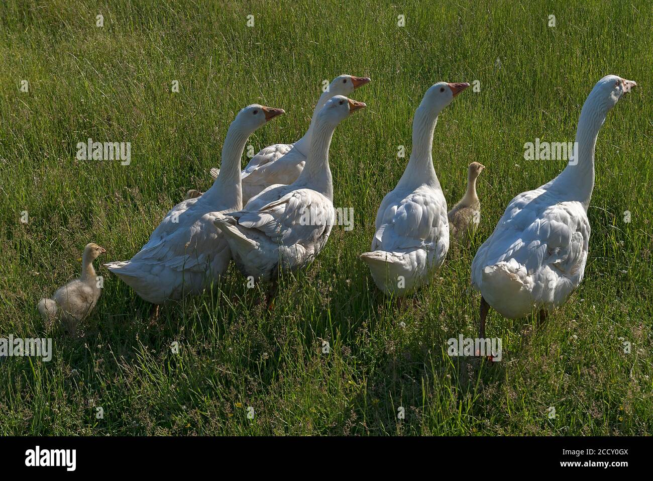 Geese (Anserini) with their young animals, free-range farming, Mecklenburg-Western Pomerania, Germany Stock Photo