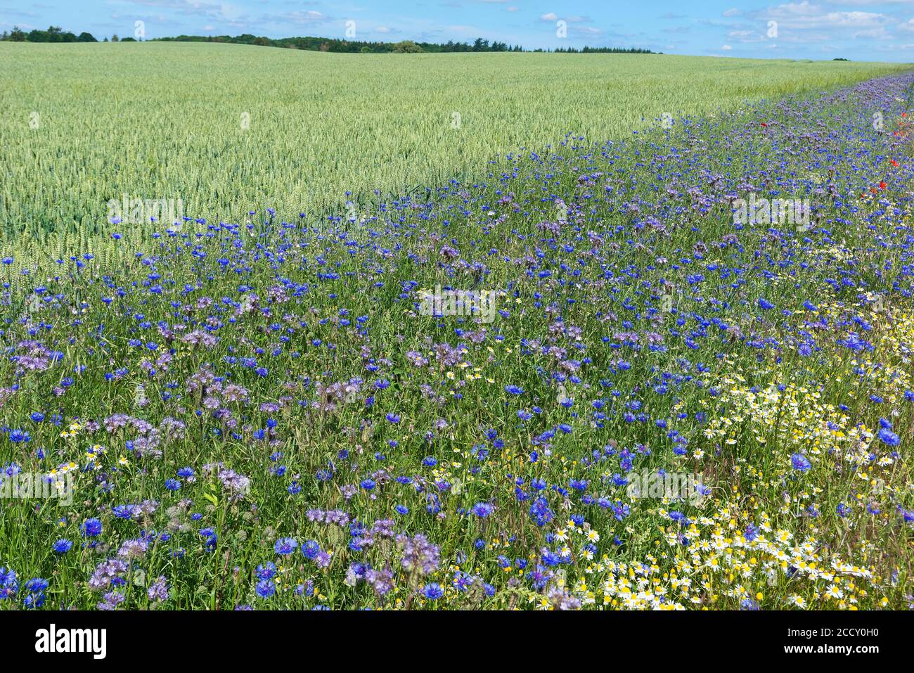 Flower strips, seeds with colourful wild flowers on the edge of the field, Mecklenburg-Western Pomerania, Germany Stock Photo