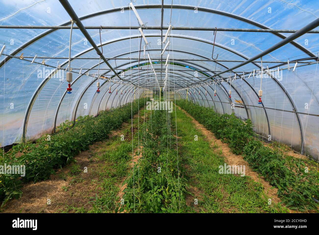 Tomato plants in tunnel greenhouse with irrigation system, Mecklenburg-Western Pomerania, Germany Stock Photo