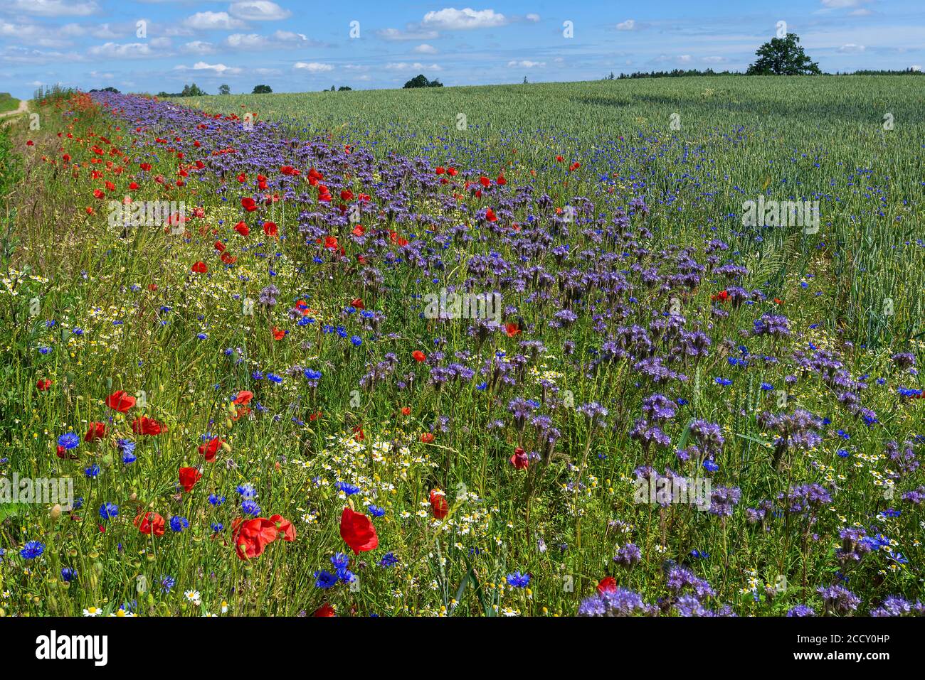 Flower strips, seeds with colourful wild flowers on the edge of the field, Mecklenburg-Western Pomerania, Germany Stock Photo