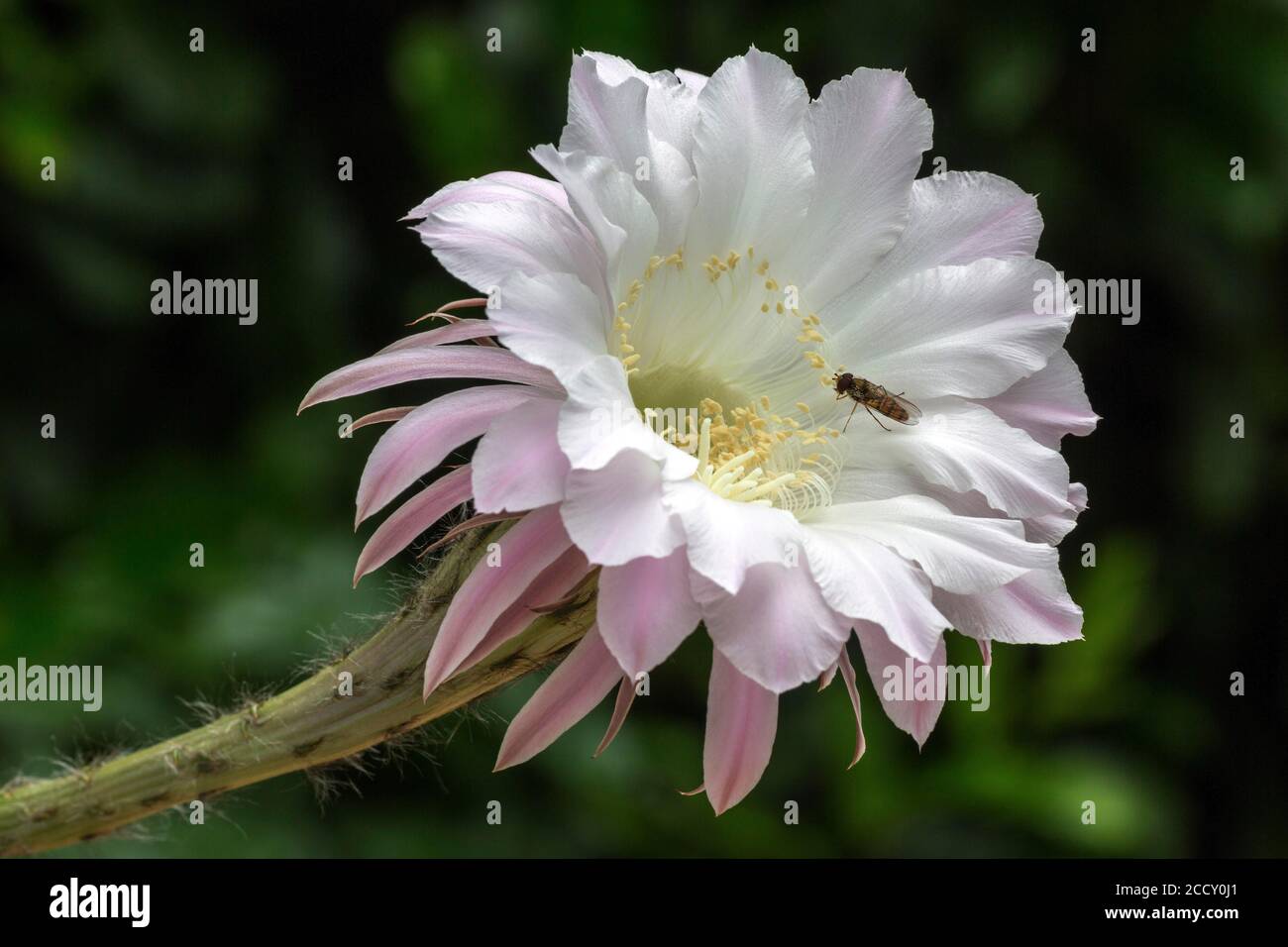Cactus flower, white, pink, flowering cactus (Echinopsis sp.), with Hoverfly (Syrphidae), Baden-Wuerttemberg, Germany Stock Photo