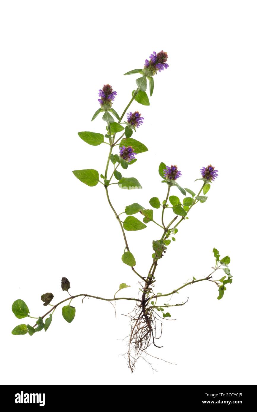 Common selfheal (Prunella vulgaris) on white background, Germany Stock Photo