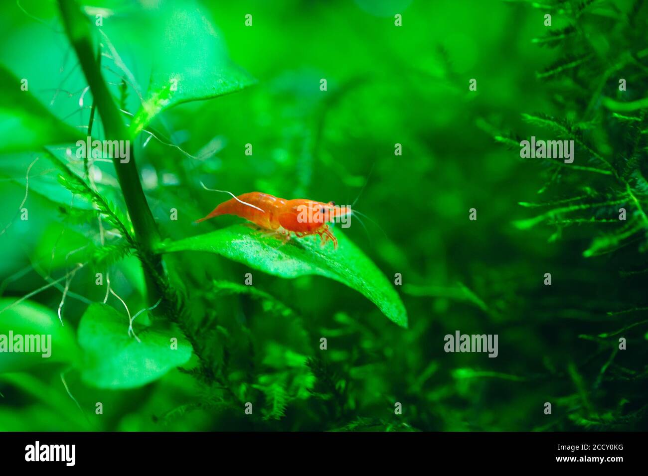 Big fire red or cherry dwarf shrimp with green background in fresh water aquarium tank. Stock Photo