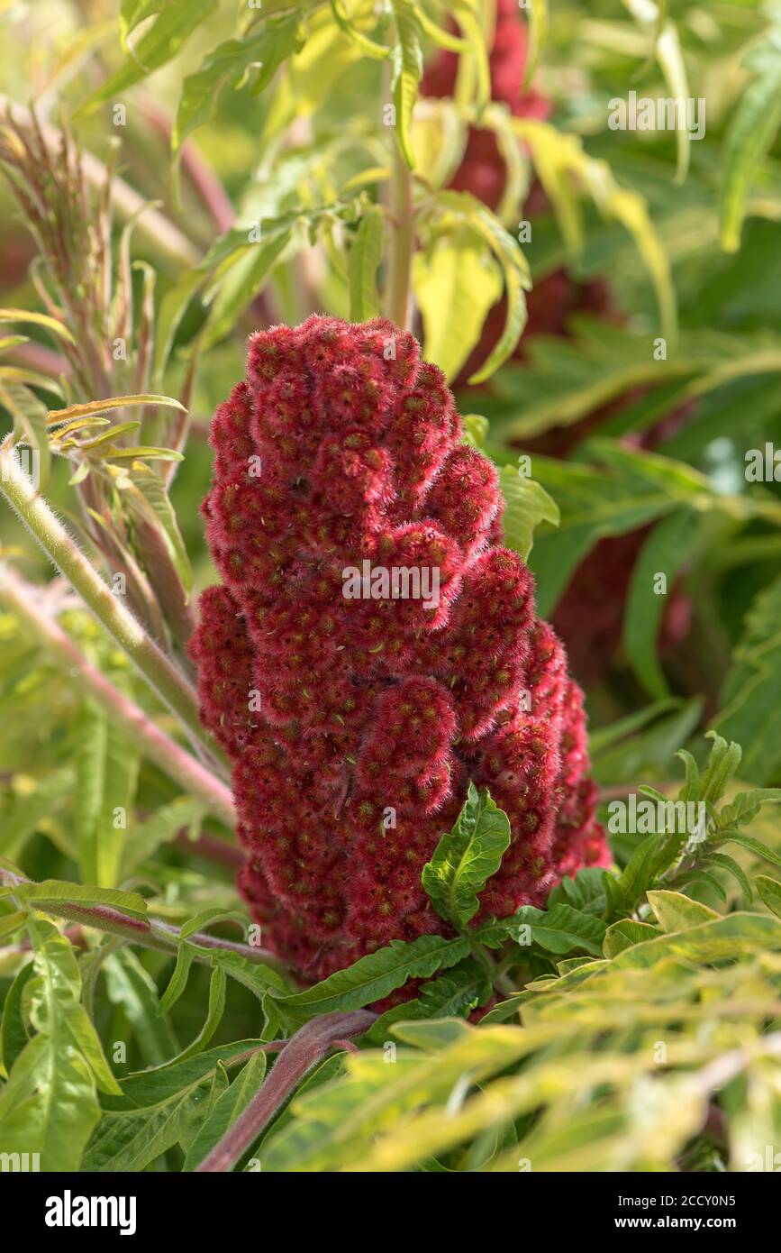 Flower of Staghorn sumac (Rhus typhina), Bavaria, Germany Stock Photo