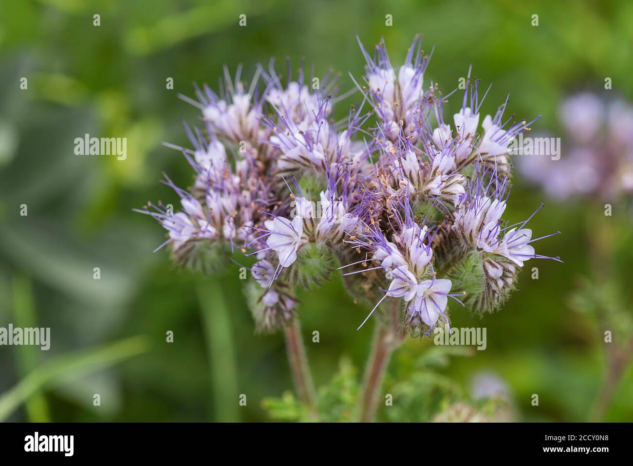 Flower of a Lacy Phacelia (Phacelia tanacetifolia), Bavaria, Germany Stock Photo