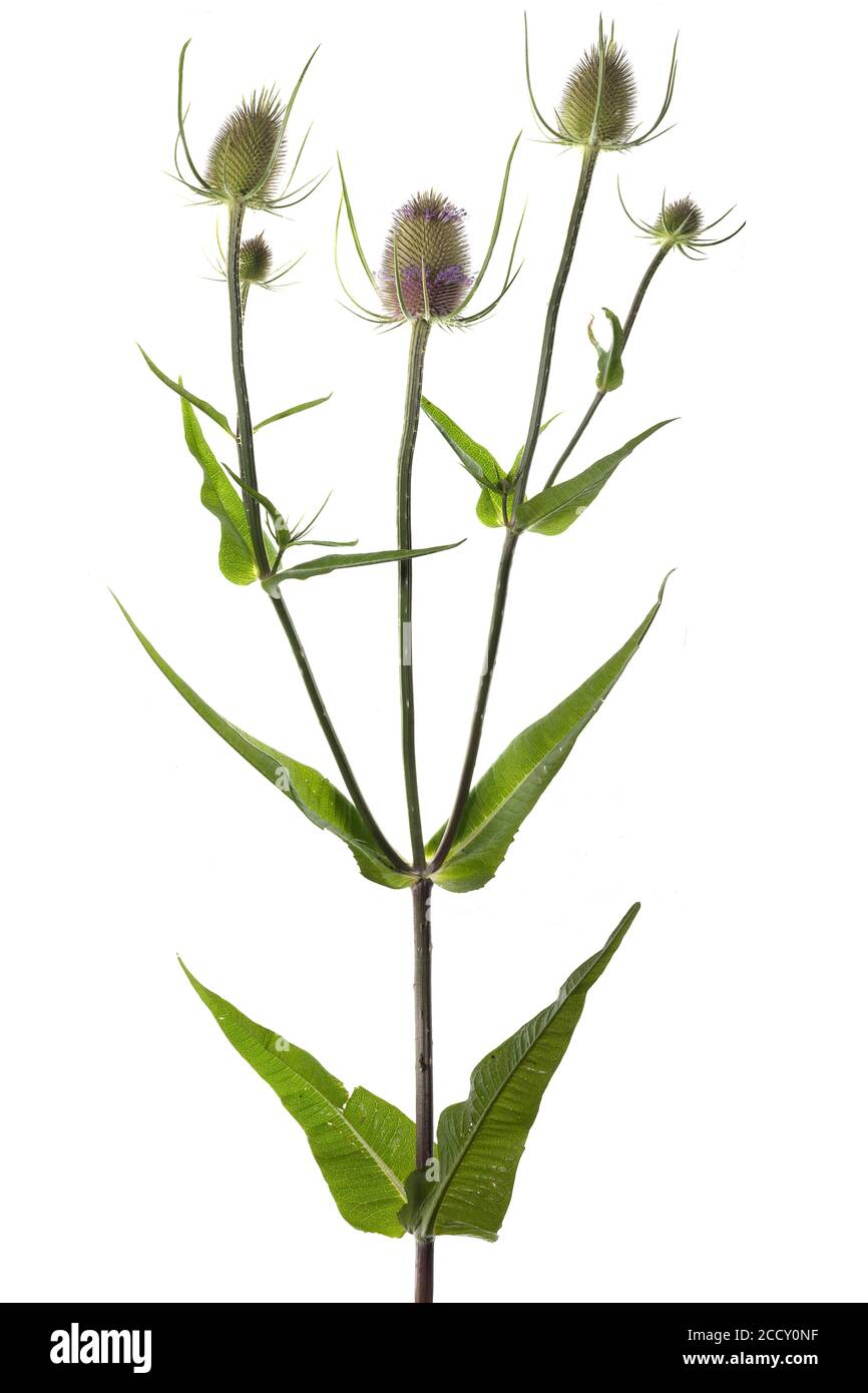 Wild teasel (Dipsacus fullonum) on white background, Germany Stock Photo