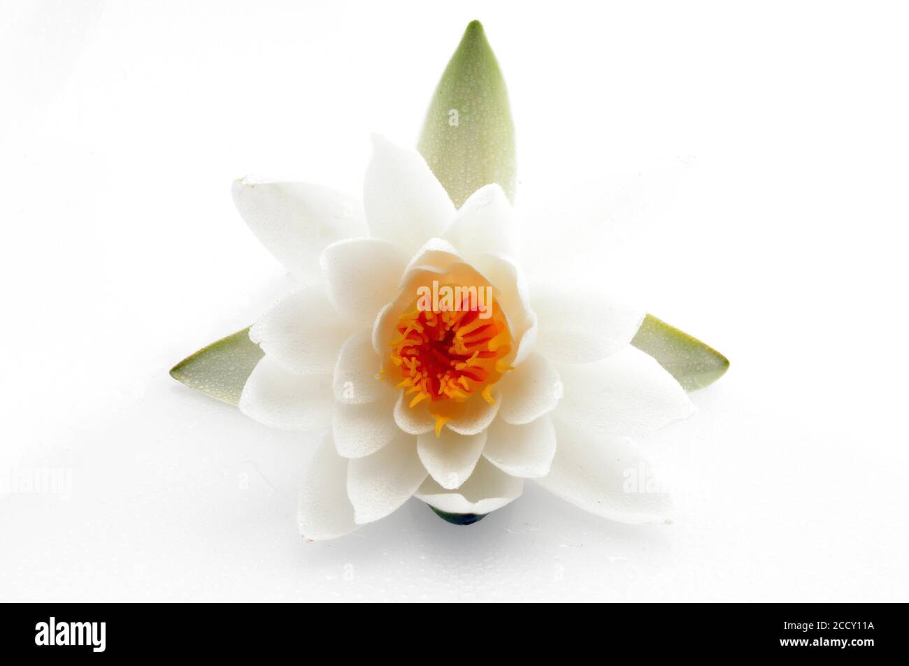 Water lily (Nymphaea hybrid Marliacea rosea), flower, studio recording, Germany Stock Photo