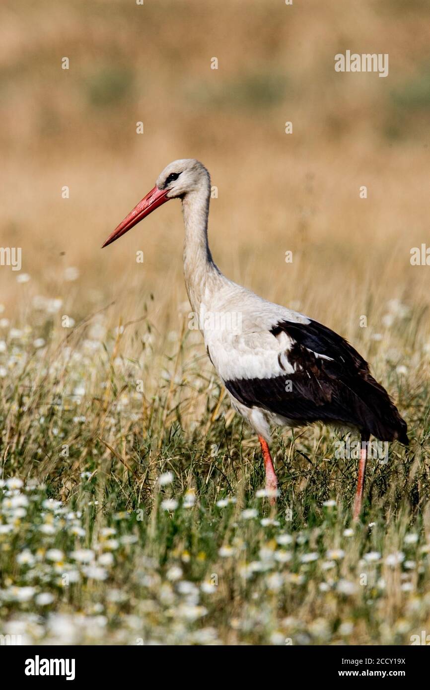 Rower stork hi-res stock photography and images - Alamy