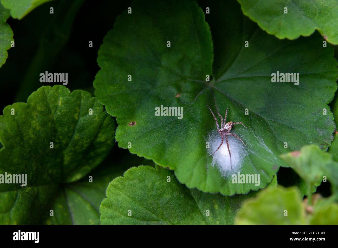 Close up shot of a spider on green geranium leaves protecting its white eggs in a web Stock Photo