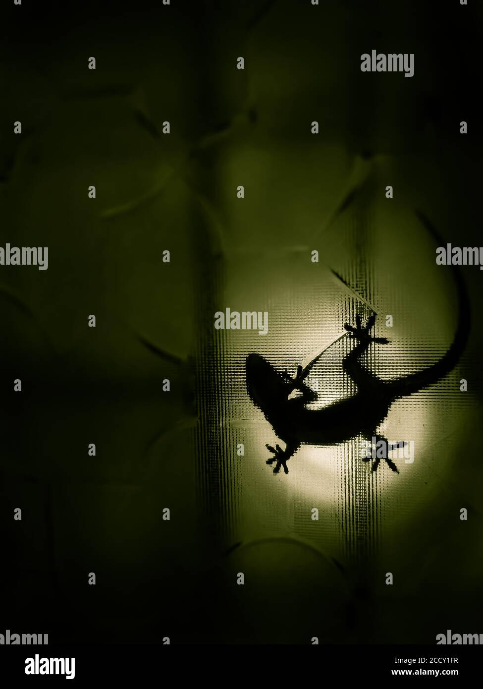 House gecko shadow spotted on green backlight of the textured glass. Stock Photo