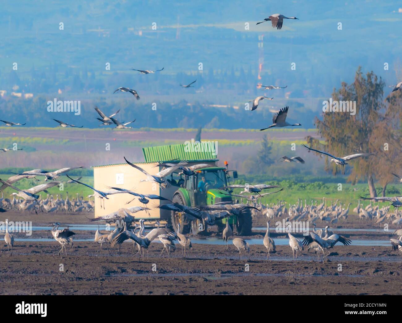 Israel, Hula Valley visitors viewing a large flock of Eurasian Cranes through a mobile hide Stock Photo