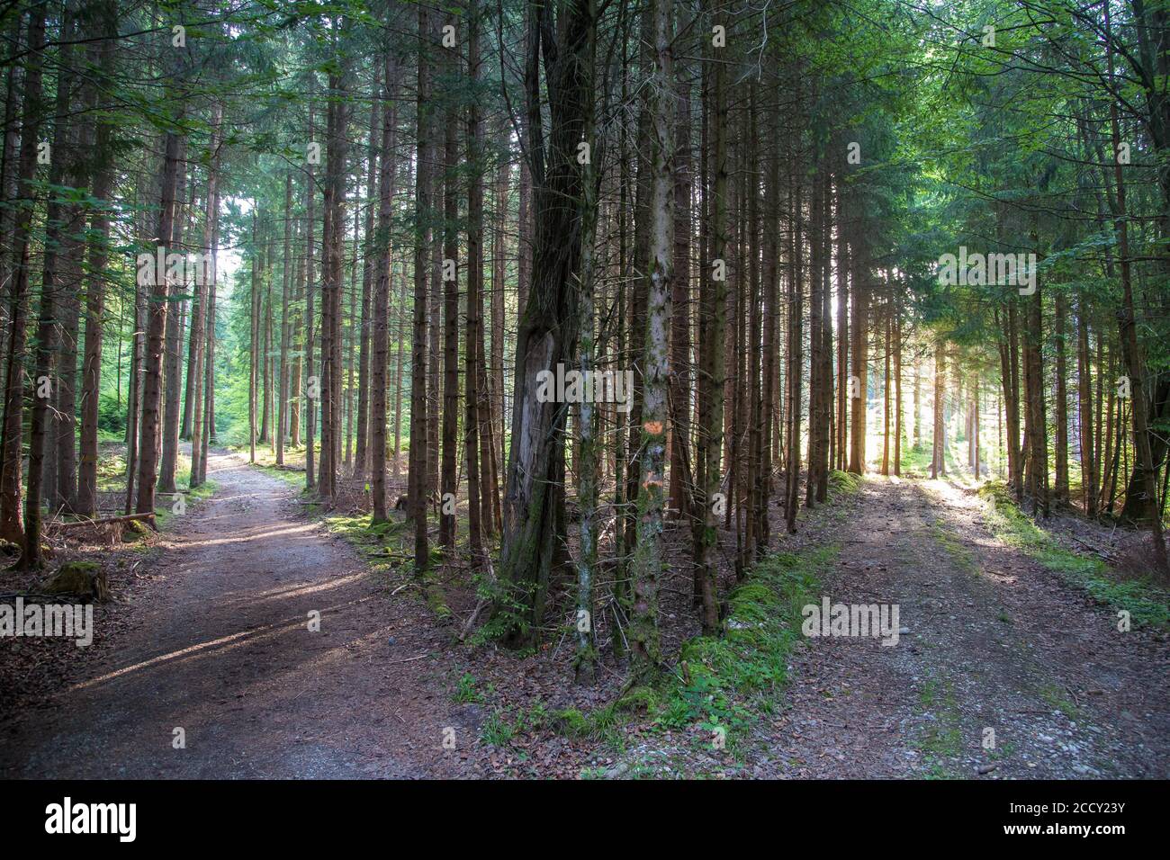 Fork in the road, morning mood in the forest, Aying, Bavaria, Germany Stock Photo