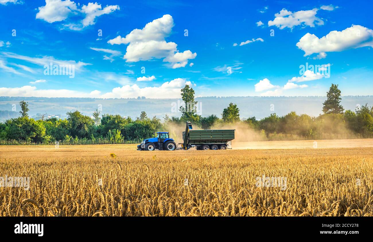 Tractor harvesting in the wheat field at summer Stock Photo - Alamy