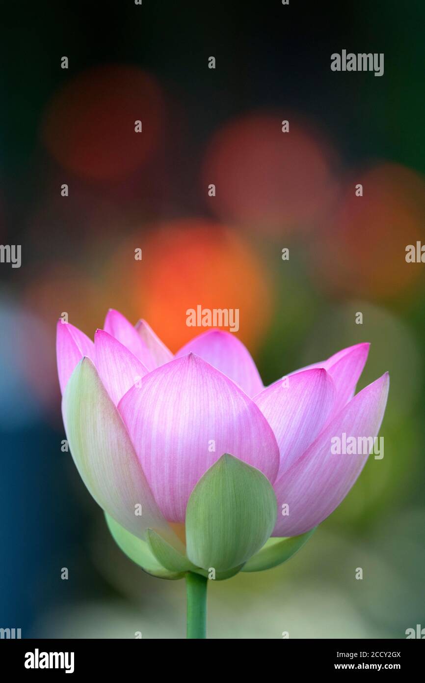 Pink lotus flower (Nelumbo nucifera), Germany Stock Photo Alamy