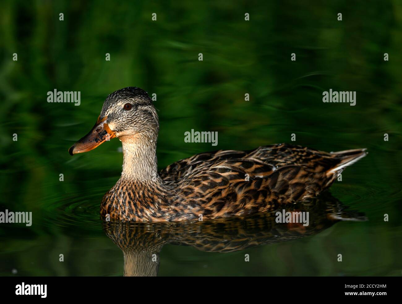 Mallard (Anas platyrhynchos ), Female, swimming in water, Baden-Wuerttemberg, Germany Stock Photo
