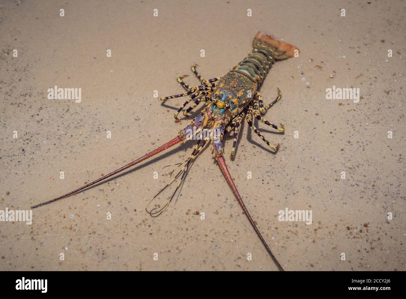 Spiny lobster inhabits tropical and subtropical waters Stock Photo