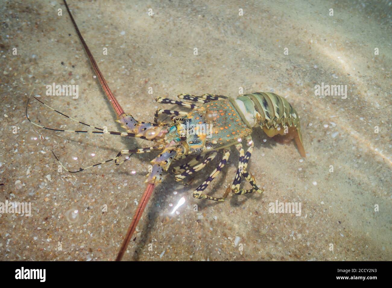 Spiny lobster inhabits tropical and subtropical waters Stock Photo