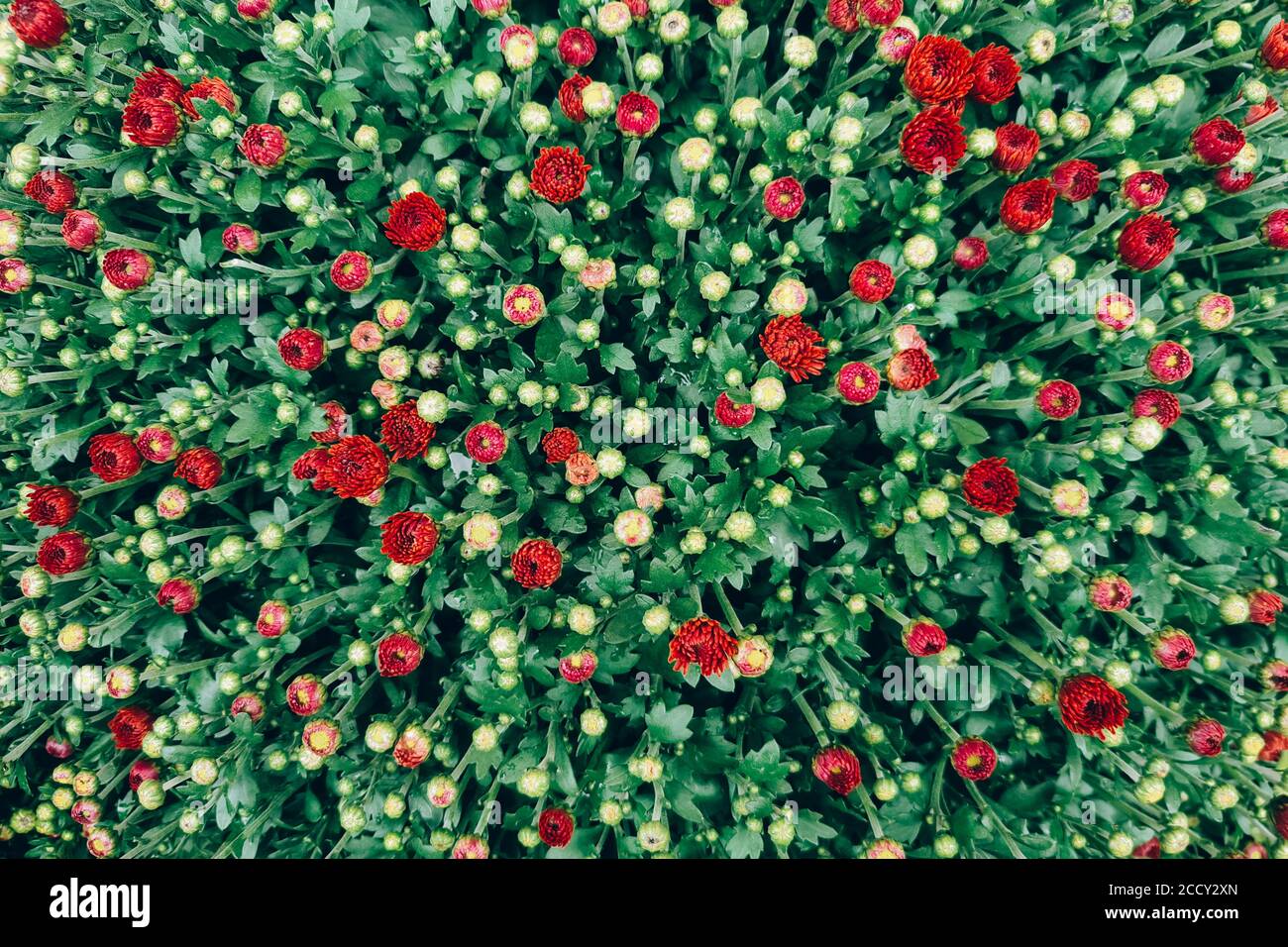 Chrysanthemum or Dendranthema indicum, autumn daisy. Autumn flowers background. Stock Photo
