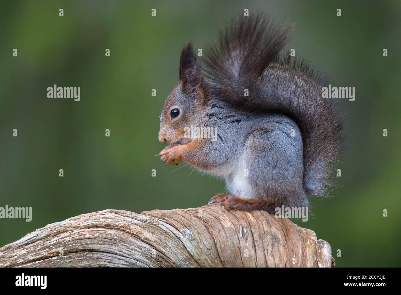 Squirrel (Sciurus) sitting on an old pine tree, eating a nut, Hamra National Park, Jaemtland, Sweden Stock Photo