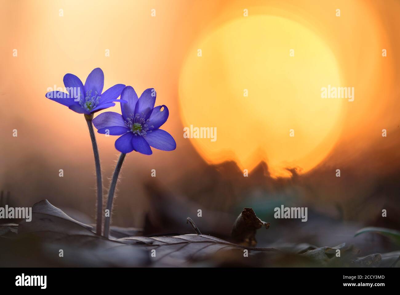 Two (Hepatica nobilis ) in front of sunset, Paar, Bielefeld, North Rhine-Westphalia, Germany Stock Photo