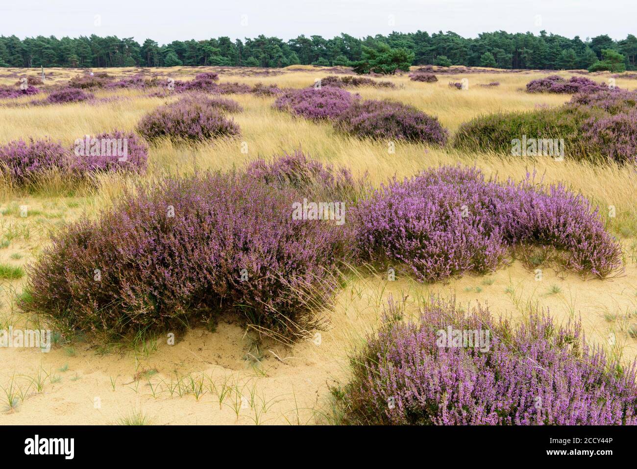 Pines and flowering (Calluna vulgaris) on sandy soil in Hooge Veluve National Park, dune landscape, Hoenderloo, Netherlands Stock Photo