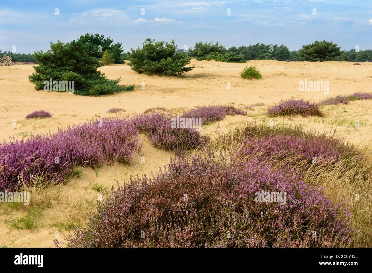 Pines and flowering (Calluna vulgaris) on sandy soil in Hooge Veluve National Park, dune landscape, Hoenderloo, Netherlands Stock Photo