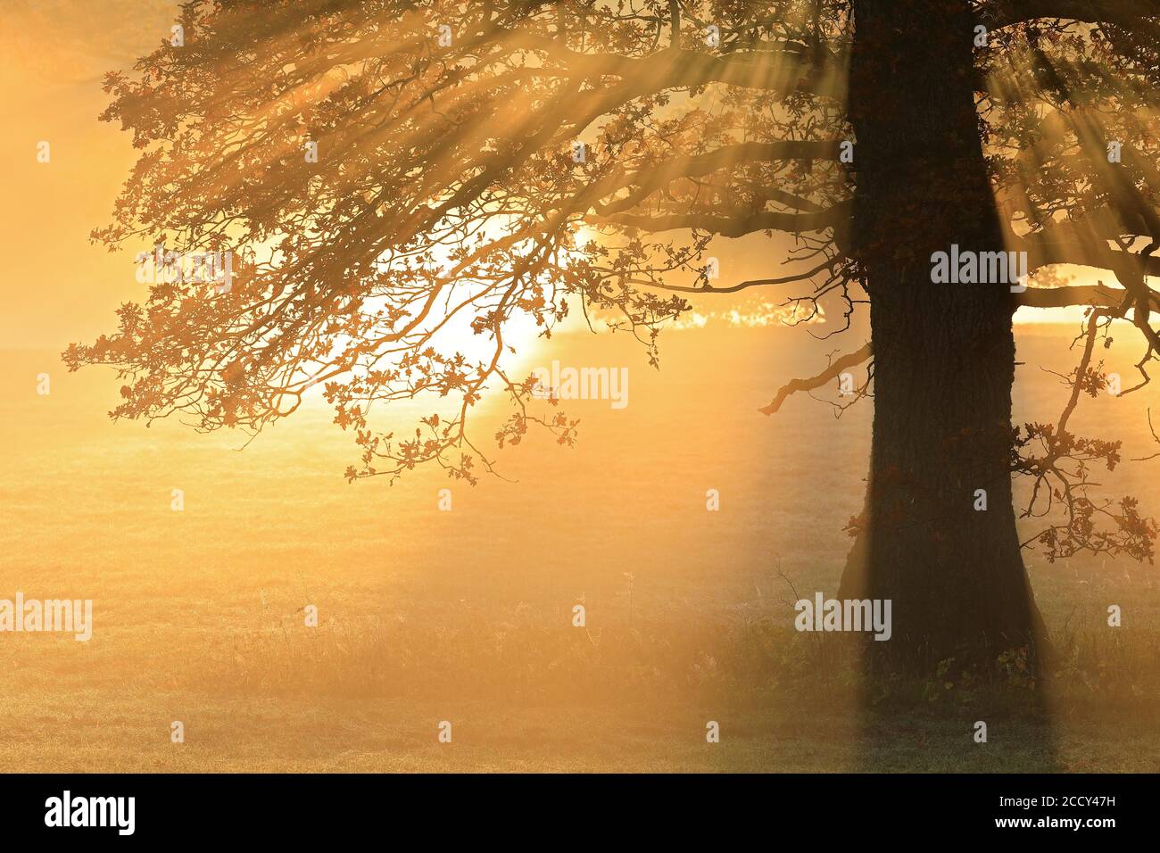 Oak (Quercus ) in morning fog, Irndorfer Hardt, Upper Danube nature park, Baden-Wuerttemberg, Germany Stock Photo