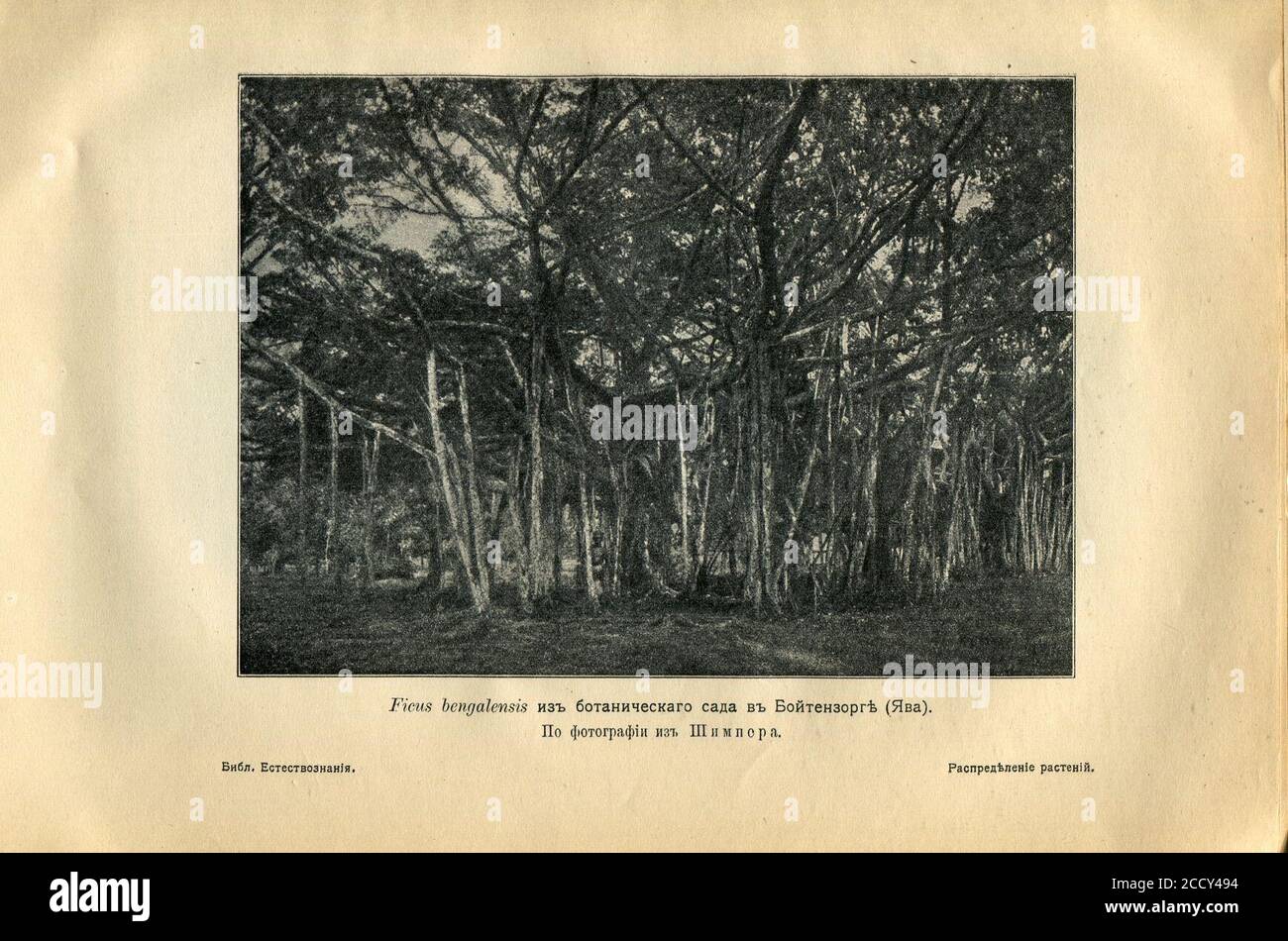 Johannes Eugenius Bülow Warming. Book - Plant distribution. Stock Photo