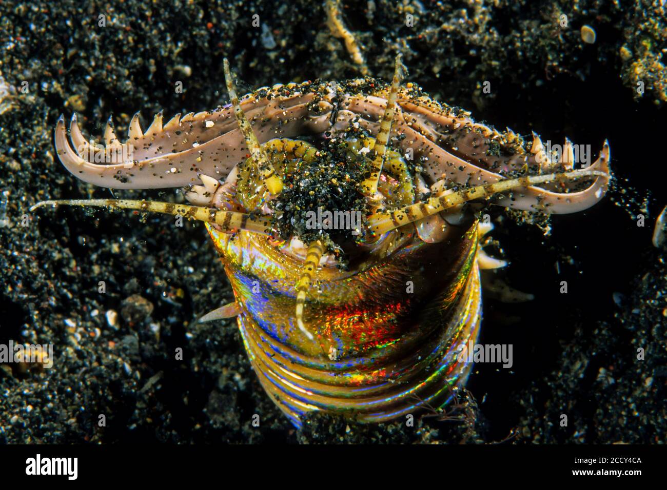 Bobbit worm, (Eunice aphroditois), Lembeh Strait, Indopacific, Indonesia Stock Photo