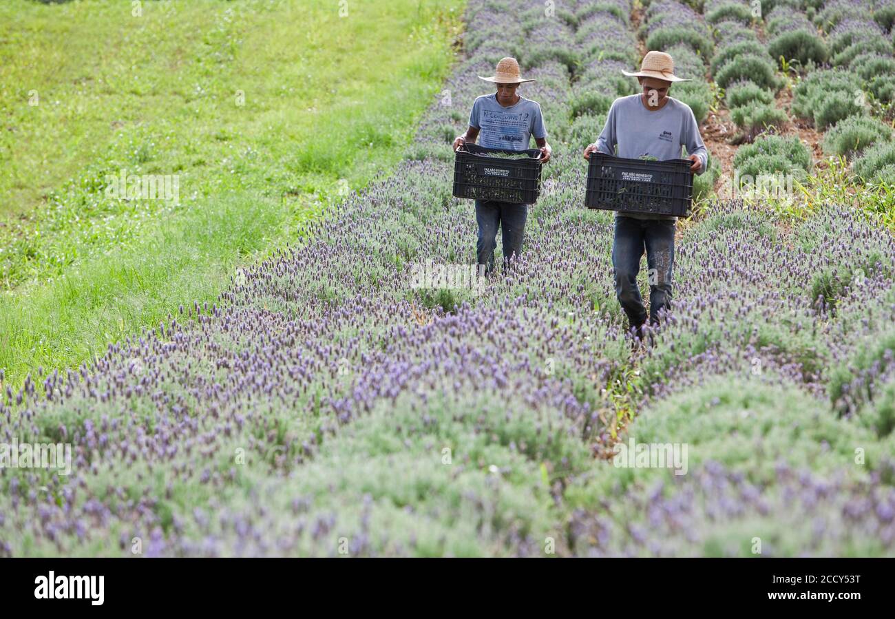 Collecting lavender flowers at the eco farm Sao Benedito, Sao Paulo, Brazil Stock Photo