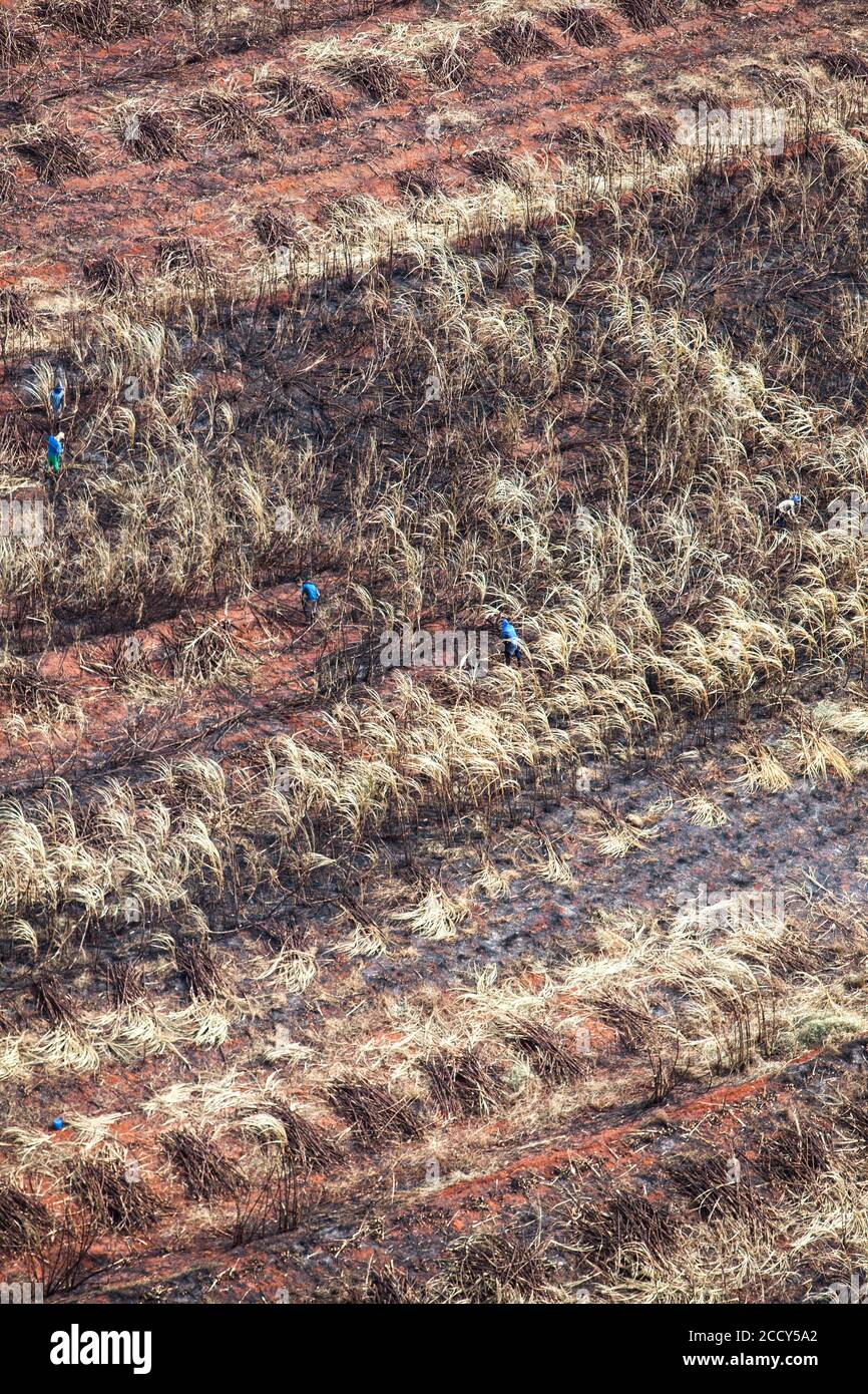 Harvesters work on burnt Sugarcane Plantations, Santa Rita do Passa quatro, Sao Paulo, Brazil Stock Photo