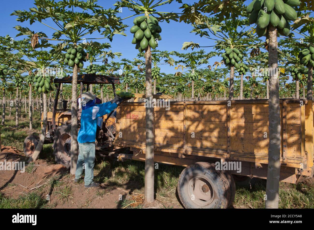 Worker Picks Papayas on a Plantation, Sao Paulo, Brazil Stock Photo