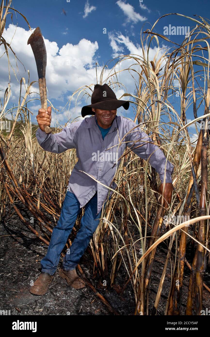 Man with regulation outfit for Manual harvest of burnt sugarcane, Santa Rita do Passa quatro, Sao Paulo, Brazil Stock Photo