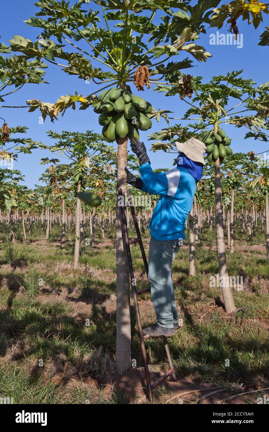 Worker Picks Papayas on a Plantation, Sao Paulo, Brazil Stock Photo