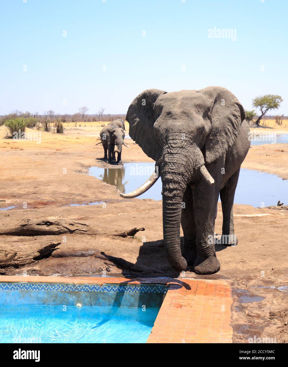 Large Bull Elephant with trunk down drinking out of camp swimming pool, with another elephant in the background next to a waterhole, Hwange National P Stock Photo