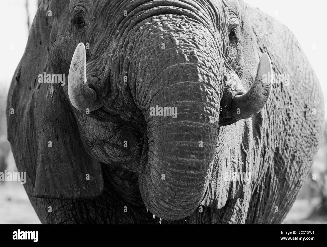 Close up of an elephant face with trunk curled into mouth while drinking, with nice view of tusks.  Hwange National Park, Zimbabwe Stock Photo