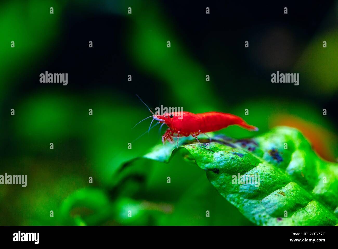 Big fire red or cherry dwarf shrimp with green background in fresh water aquarium tank. Stock Photo