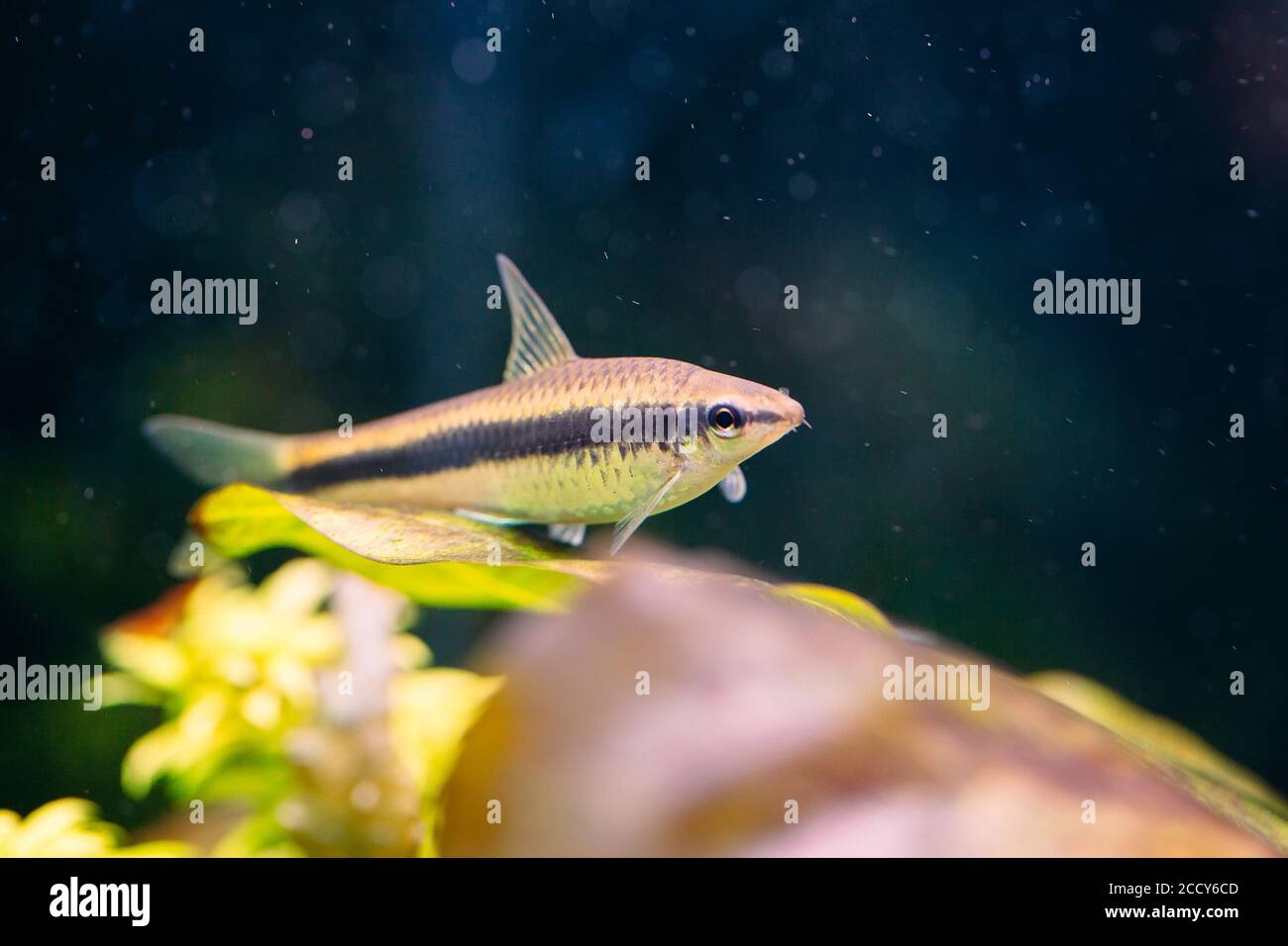 Siamese Algae Eater in a Freshwater Aquarium. Stock Photo