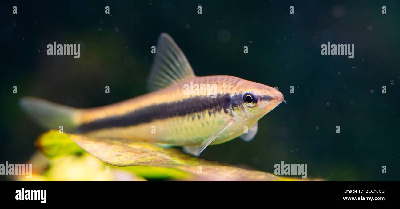 Siamese Algae Eater in a Freshwater Aquarium. Stock Photo