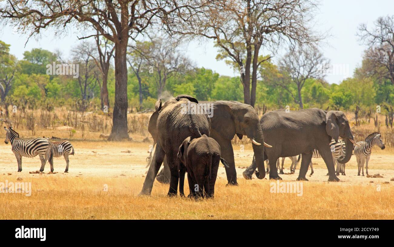 Elephants and Zebras on the dry yellow plains of Africa with a natural bush and tree background in Hwange Natural Park, Zimbabwe Stock Photo