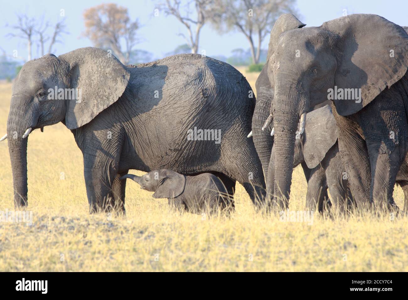 Small African Elephants Family