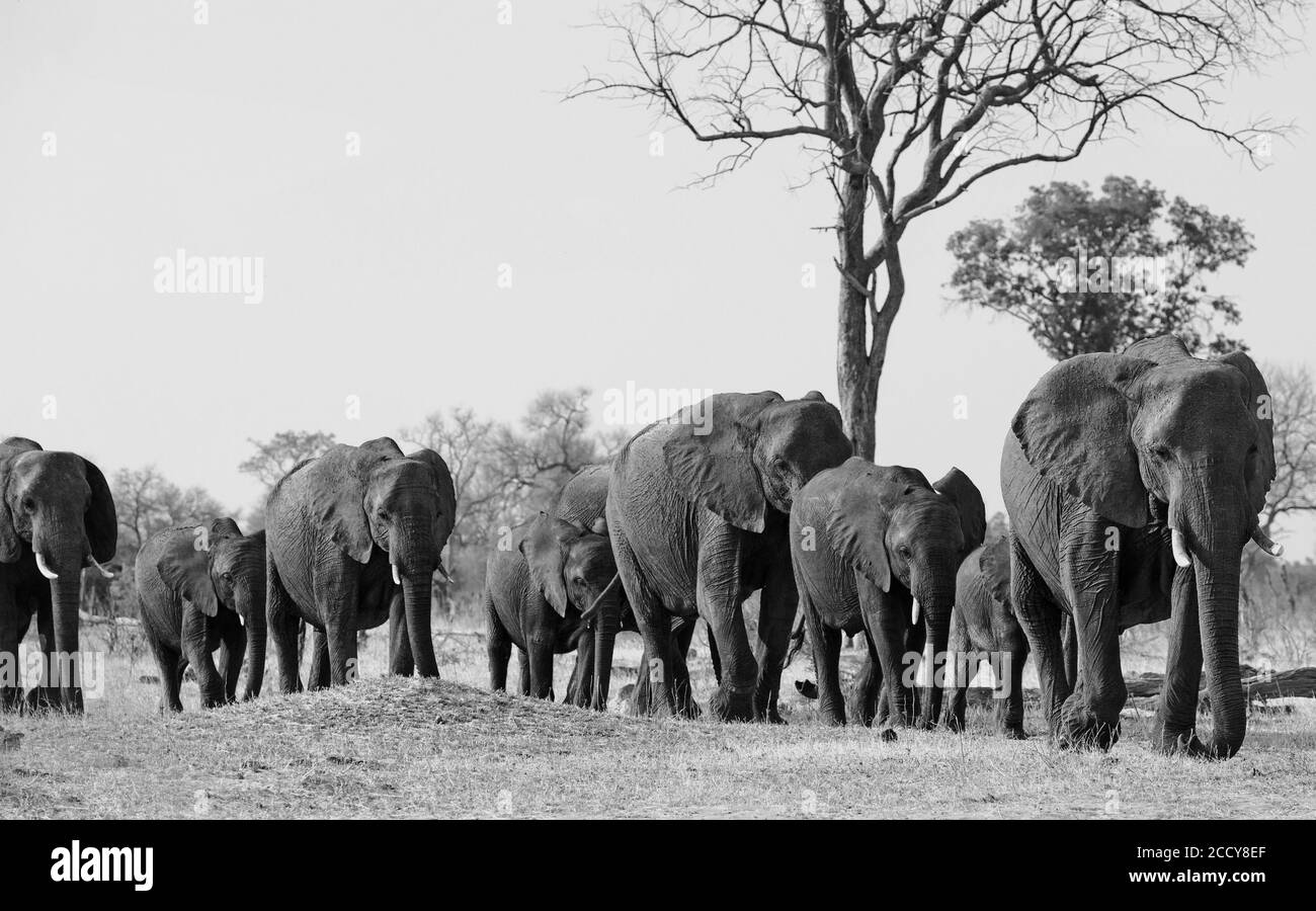 Line of elephants walking towards a waterhole in black and white with anatural background. Hwange National Park, Zimbabwe Stock Photo