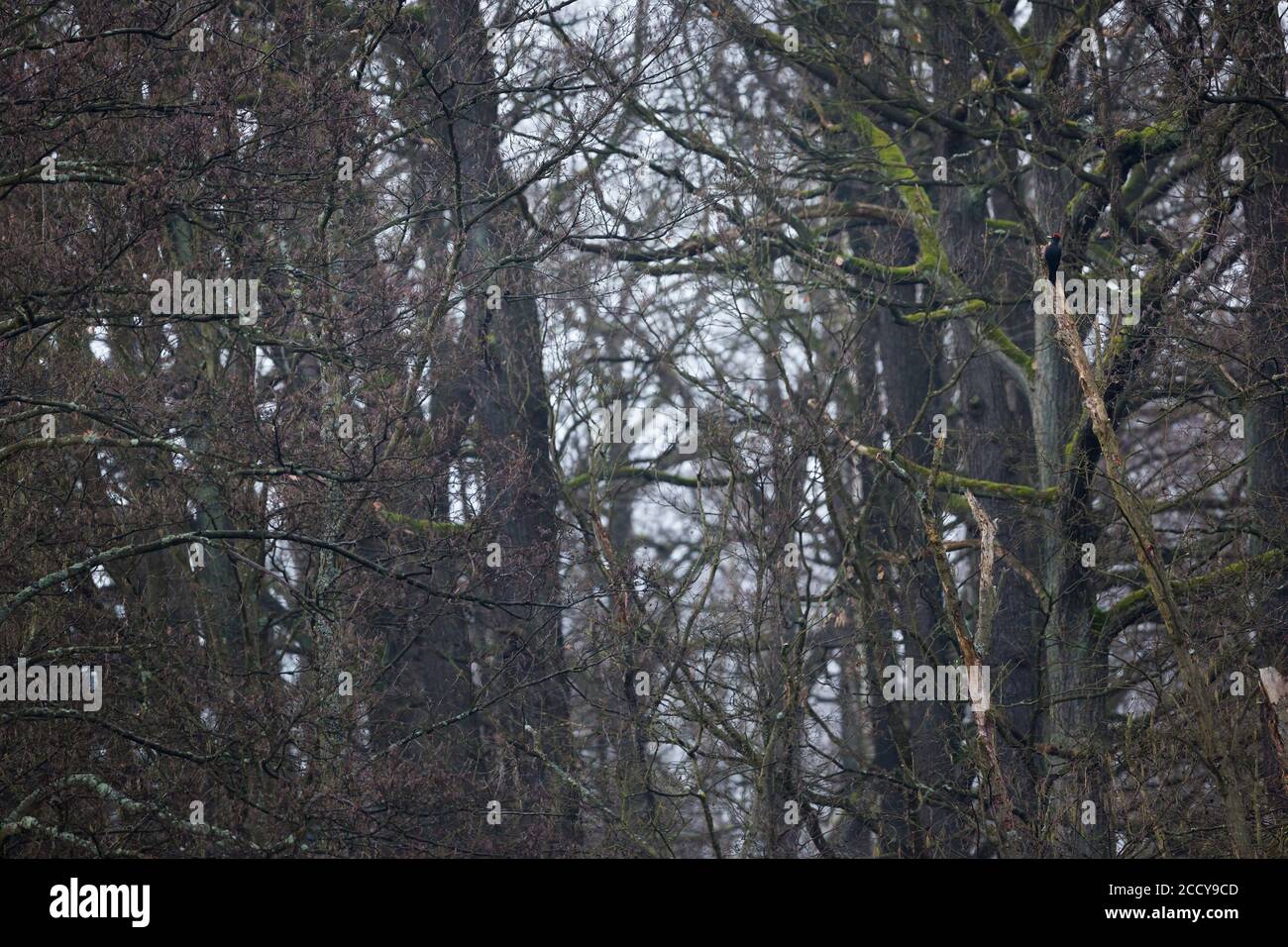 Black Woodpecker (Dryocopus martius martius), adult male chipping bark looking for food in forest in Germany. Stock Photo