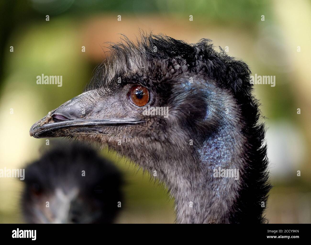 Close head image of Emu in wildlife park for public viewing. Stock Photo